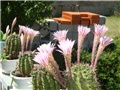 procvjetani kaktusi
